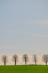 Typical Line of Trees at Sunset in Perugia Italy