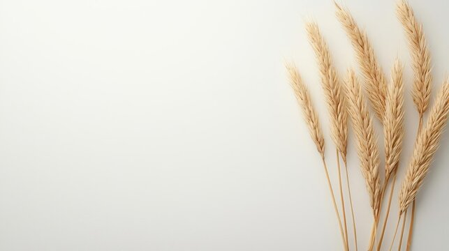 Negative space design abstract background idea. Elegant golden wheat stems displayed against a clean, neutral background.