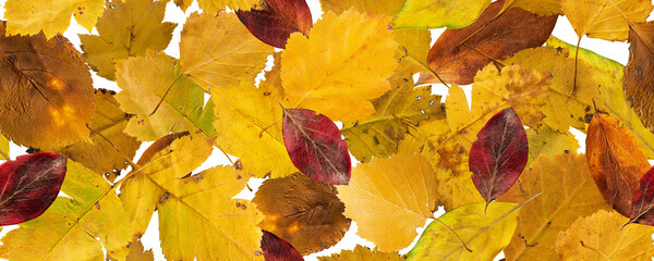 Autumn leaves seamless banner fall background 