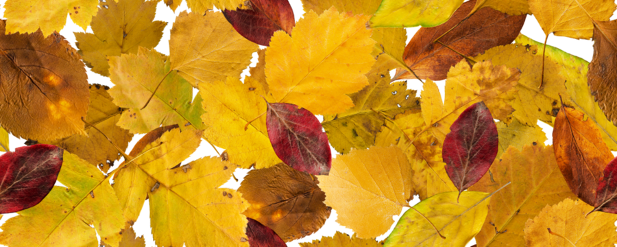 Autumn leaves seamless banner fall background 
