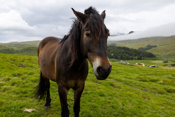 Obraz premium Pferd auf den Lofoten