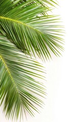 Naklejka premium palm tree leaves