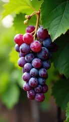 A bunch of grapes hanging from a vine with wisher, juicy, vines