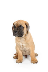 A cute puppy sitting on a white background, showcasing its soft fur and adorable expression, perfect for pet-related designs or greeting cards