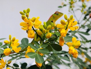 A Beautiful Lizard in a tree