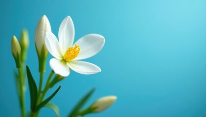 Naklejka premium Buds of white Zephyranthes candida with delicate petals and yellow stamens on Arctic blue background, buds,