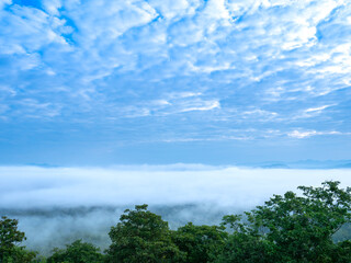 Obraz premium Forest Overlooking Morning Mist