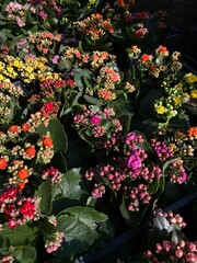 flowers in the garden