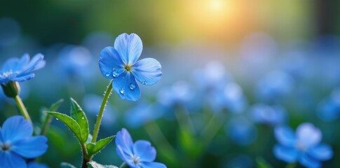 Gentle morning dew glistens on the delicate petals of blue forget me nots, blossoms, flowers