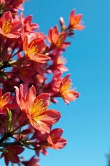 Fototapeta premium Maroon tree flowers with bright yellow petals against clear blue skies, yellow, tree, flowers