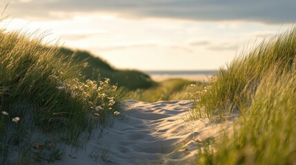 A sandy path winds through lush green grass and wildflowers in coastal dunes. The setting sun casts a warm glow over the peaceful landscape, hinting at the nearby beach