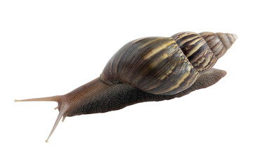 Smail isolated on transparent background.