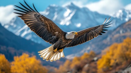 Fototapeta premium Majestic Bald Eagle Soaring Over Autumnal Mountain Range