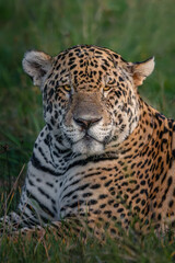 Jaguar's portrait