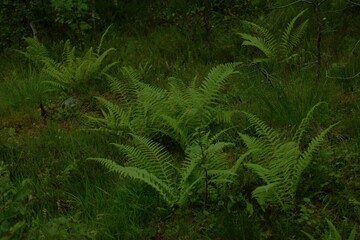 Dark natural background in Norway