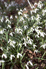 White Snowdrops Covering a Spring Meadow
