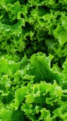 Fresh, crisp iceberg lettuce heads create a vibrant green background texture ideal for healthy food and grocery advertisements showcasing natural freshness and deliciousness.