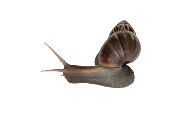 Smail isolated on transparent background.