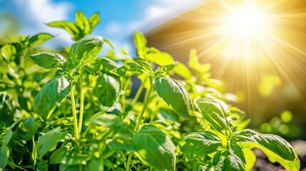 Obraz premium Sunlit basil plants growing vibrantly in the garden nature photography outdoor setting warm environment