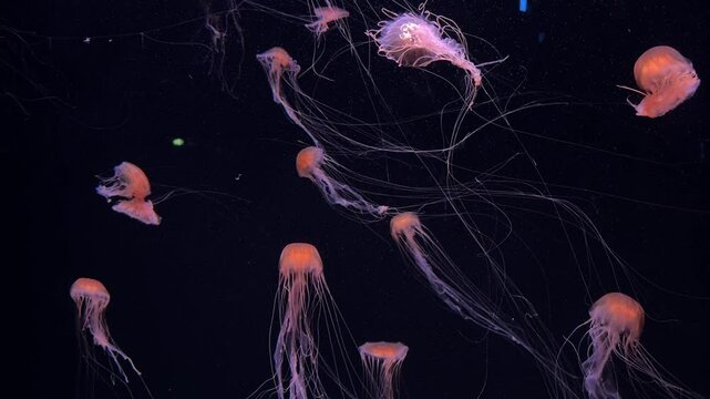 The Pacific Ocean jellyfish is highly toxic