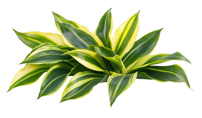 Title: A dracena plant, isolated over transparent background, PNG cut-out

