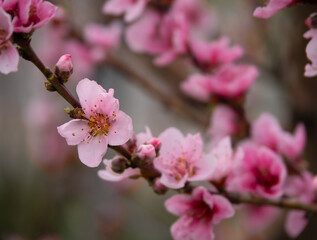 Fototapeta premium Peach or nectarine tree flowers in spring in Greece