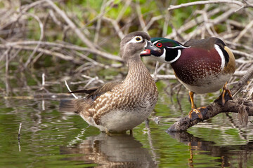 Male and female wood ducks (Aix sponsa), with the male. 