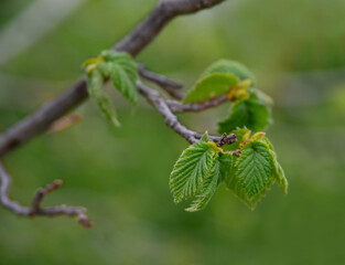 Young spring leaves on a hazelnut tree in spring in Greece