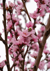 Peach or nectarine tree flowers in spring in Greece