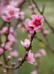 Peach or nectarine tree flowers in spring in Greece