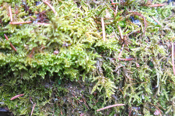 texture of moss in the forest