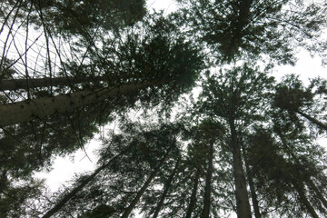 crowns of pines and fir trees in the forest, taken from below
