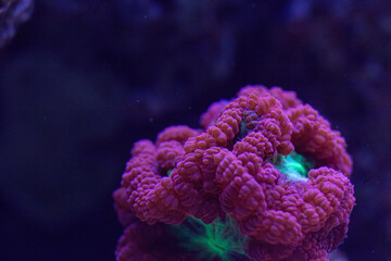 Vibrant close-up of a fluorescent coral glowing under blue light in an underwater macro shot,...