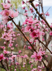 Peach or nectarine tree flowers in spring in Greece