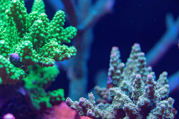 Close-up of a vibrant green coral with detailed textures and branching structure, illuminated under blue light in an underwater macro shot.