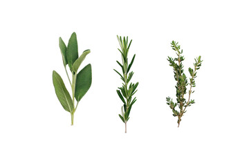 Fresh herbs including sage, rosemary, and thyme on display