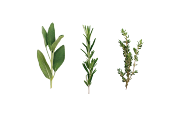 Fresh herbs including sage, rosemary, and thyme on display