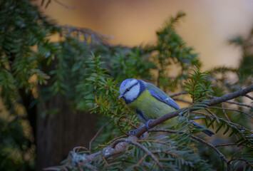 Blue tit looking out from a tree branch
