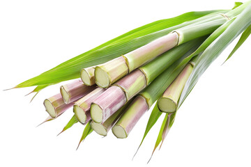 Obraz premium Fresh sugarcane stalks with green leaves on a white background