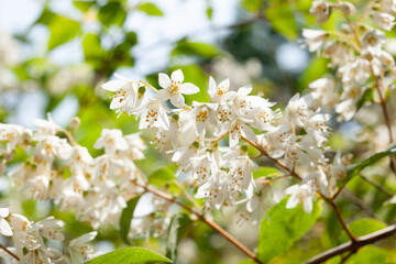 ウツギの花