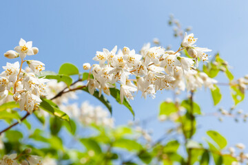 青空にウツギの花