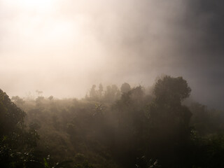 Mysterious Mist in The Forest