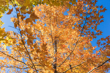 Golden maple trees under the warm autumn sun