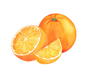 Watercolor illustration of cut and whole oranges. Hand drawn fruits isolated on white background