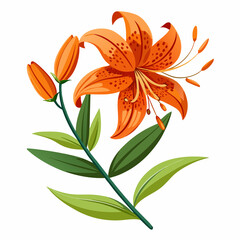 orange lily isolated on white