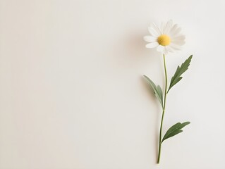 a chamomile flower in the middle of a white background