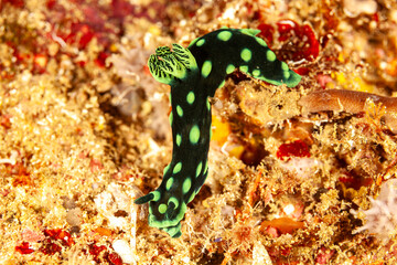 Indonesia, Raja Ampat, Crested Nembrotha (Nembrotha cristata), Nudibranch
