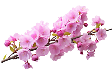 solar eclipse overlay effect neon blue, yellow, green, purple blazing star edge in dark sky png --v 5.2 --s 550 --ar 7:3