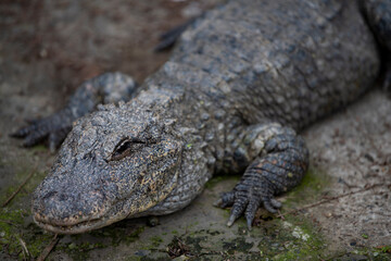 Chinese alligator in different poses