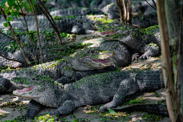 Chinese alligator in different poses